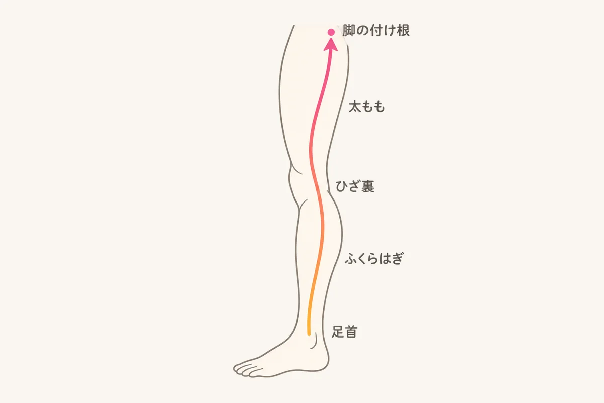 脚のリンパが足首から脚の付け根へ向かう流れを示した図